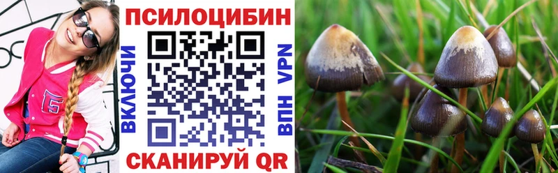 Купить  Галич  Галлюциногенные грибы прущие грибы 